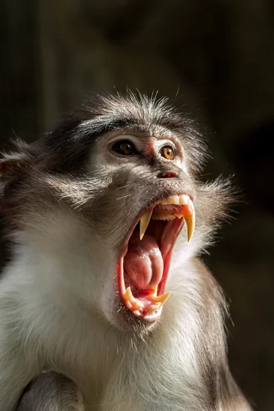 İsli mangabey — Stok fotoğraf