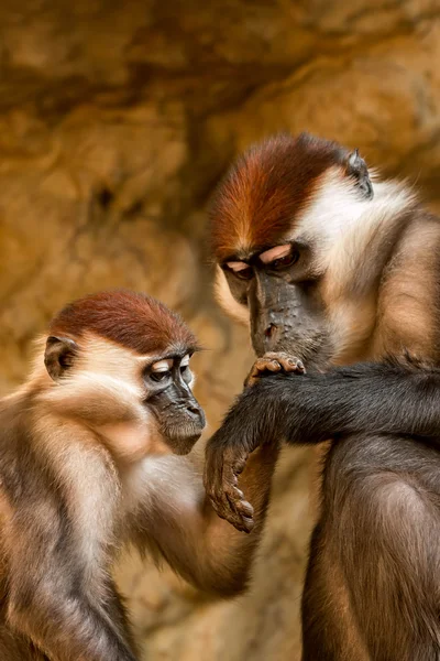 Yakalı mangabey — Stok fotoğraf