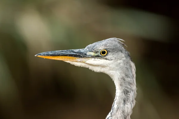 Garça cinzenta — Fotografia de Stock