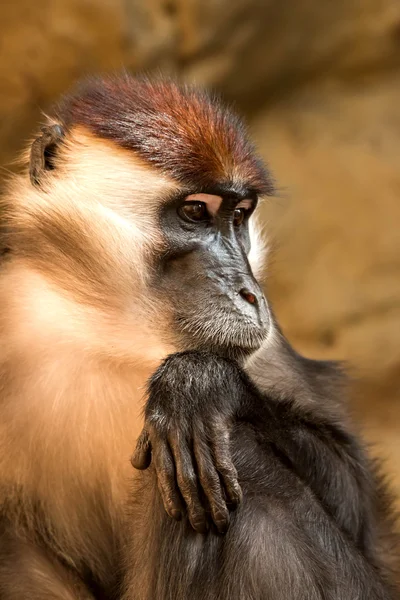 Yakalı mangabey — Stok fotoğraf