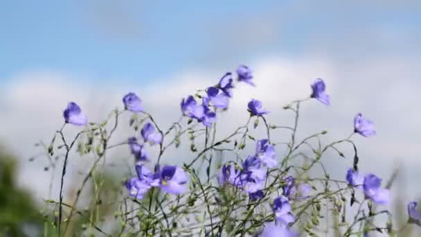 Flores selvagens no vento Linho asiático (Linum austriacum ) — Vídeo de Stock