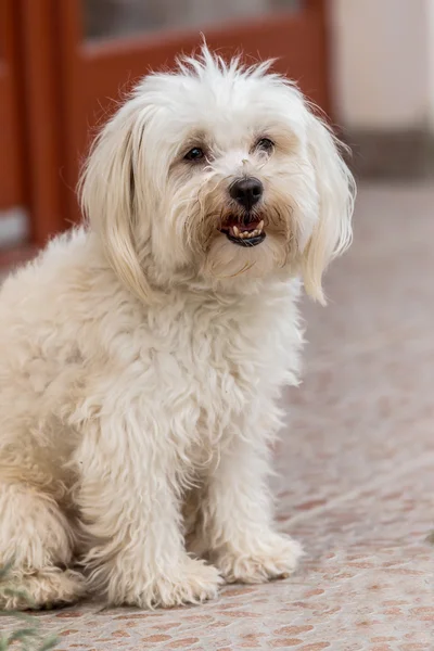 Cão maltês — Fotografia de Stock