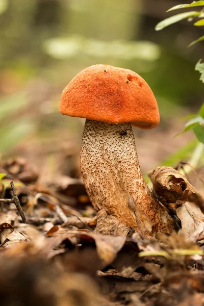 Eetbare paddenstoel soorten, rood-afgetopte — Stockfoto