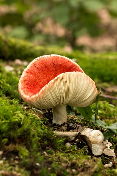 Cogumelo vermelho russula — Fotografia de Stock