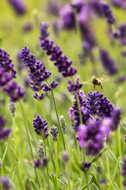 Avrupa bal arısı (Apis mellifera)