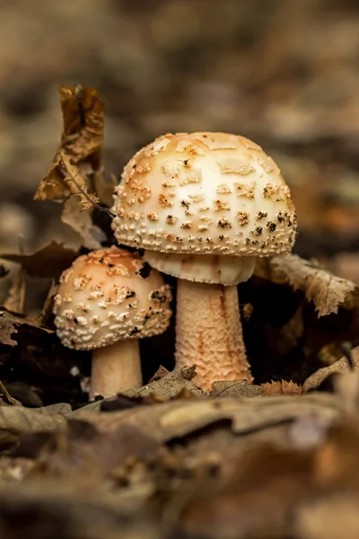 Edible Blusher fungi — Stock Photo, Image