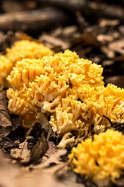 Coral mushroom — Stock Photo, Image