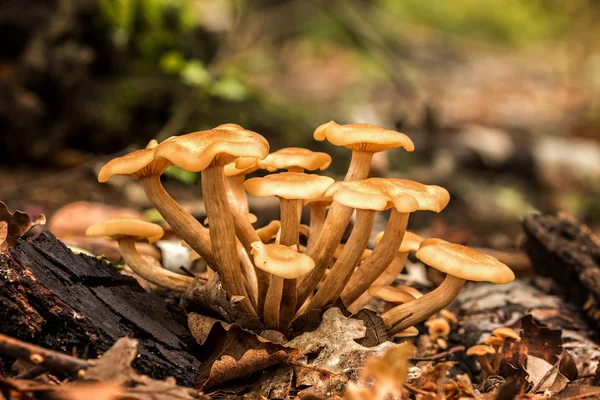 Champignon du miel sans anneau — Photo