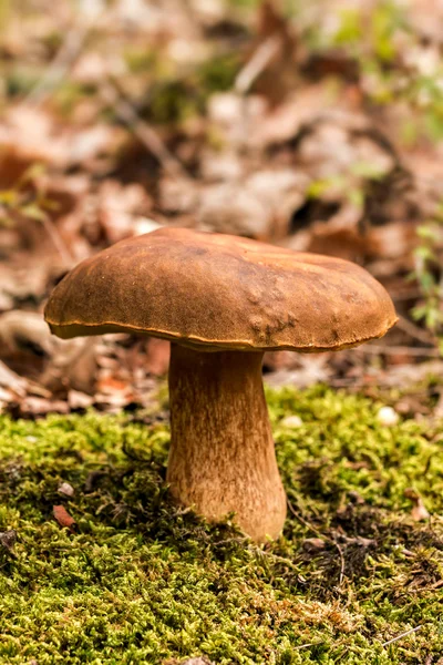 Porcini mantarları — Stok fotoğraf