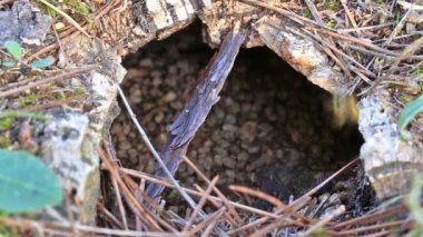 Yeraltı eşekarısı yuvası