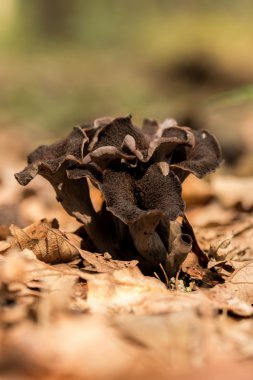 Horn Of Plenty