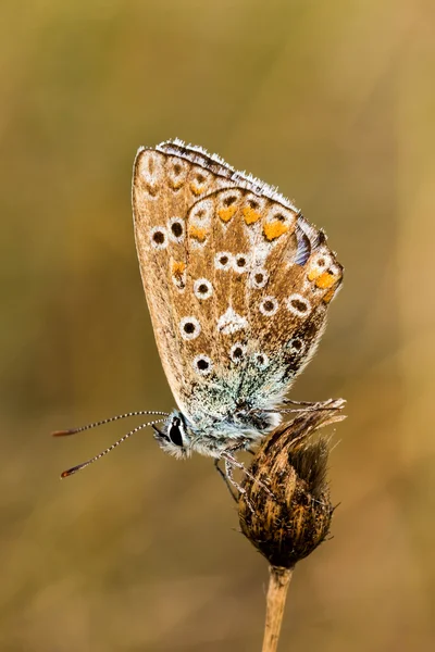 Farfalla — Foto Stock