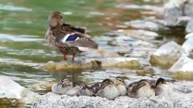 güzel vahşi ördek tavuk