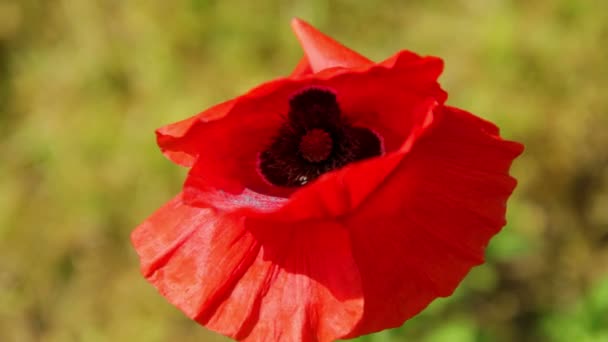 Poppy flower close-up — Stock Video