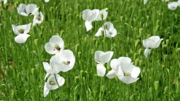 Flores blancas de amapola en el campo — Vídeos de Stock