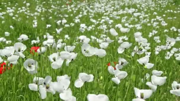 Flores blancas de amapola en el campo — Vídeo de stock