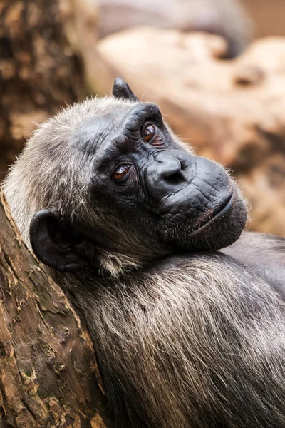 Gammel chimpanse - Stock-foto