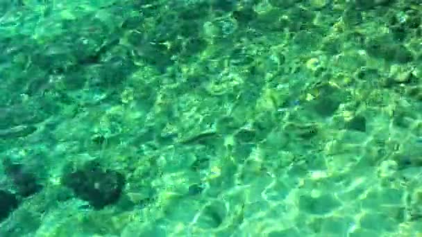 녹색 물의 배경 — 비디오