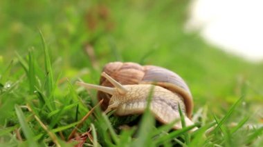 Bordo salyangoz (Helix pomatia) yeşil çimen