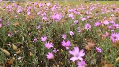 Güzel yabani çiçekler yakın çekim