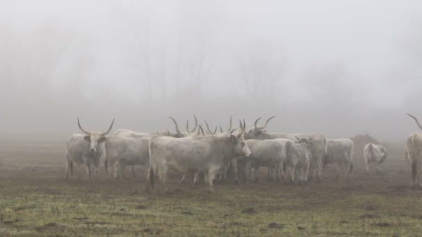 Hungarian grey cows in winter — Stock Video