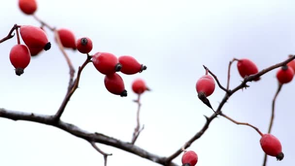 Briar, wild rose hip shrub in nature — Stock Video