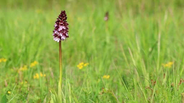 Lady Orchid (Orchis purpurea) — Stock Footage Lady Orchid (Orchis purpurea) Stock Footage