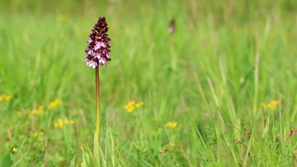 Orquídea de Dama (Orchis purpurea) — Vídeos de Stock