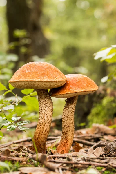 Eetbare paddestoelen — Stockfoto