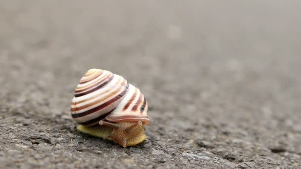 Mały ślimak na drodze — Wideo stockowe