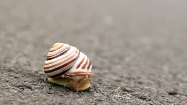 Petit escargot sur la route — Video