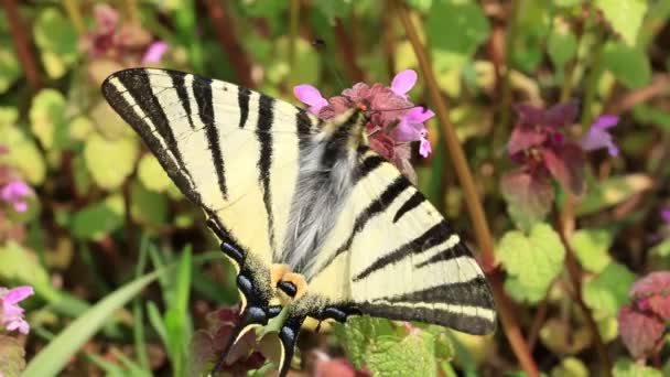 Schöner Schwalbenschwanz (papilio machaon) Schmetterling saugt Nektar — Stockvideo