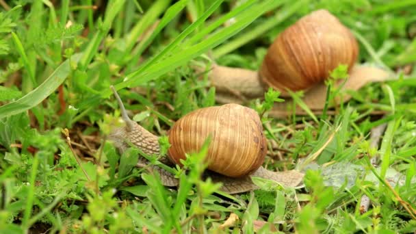 Vínové hlemýžď (hlemýžď zahradní Helix pomatia) v zelené trávě — Stock video