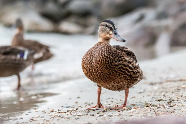 Yaban ördeği — Stok fotoğraf
