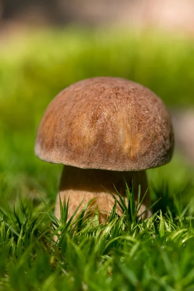 Porcini fungi — Stock Photo, Image