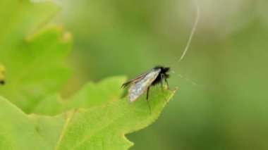 Yaprakların üzerine ilginç küçük böcek