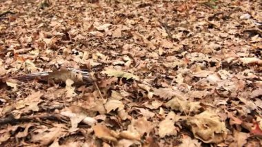 sonbahar renkleri ile yaprak çöp