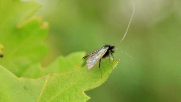 Interessant lille insekt på bladene – Stock-video