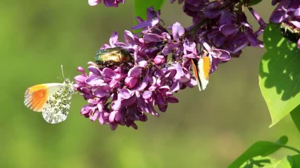 Insects sucking nectar in a flowers from common lilac bush — Stock Video