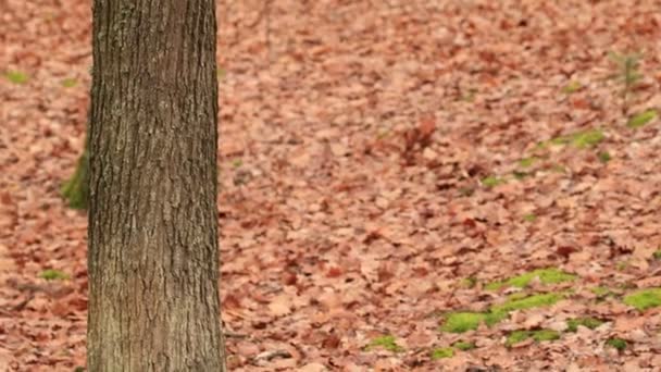 Bosque en otoño — Vídeos de Stock