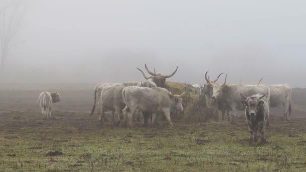 Maďarský šedá krávy v zimě — Stock video