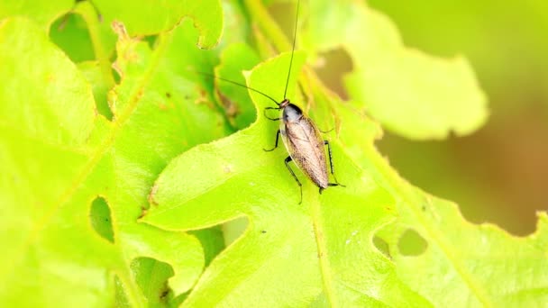 Dos escarabajos se encuentran en una hoja de roble — Vídeos de Stock