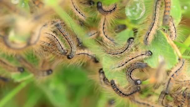 Молодые гусеницы в гнезде (Lymantria dispar ) — стоковое видео