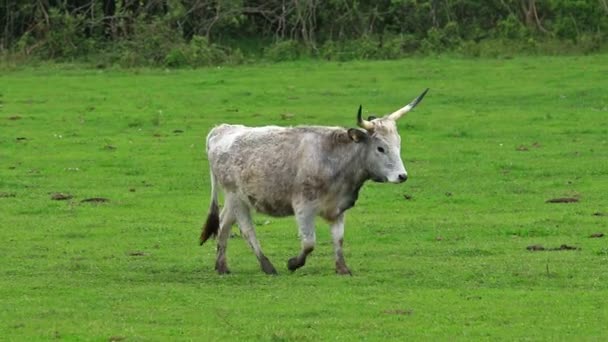Hermosa vaca gris húngara en el campo — Vídeos de Stock