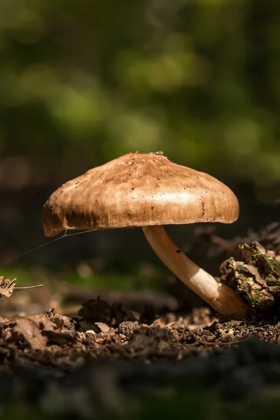 Mushroom — Stock Photo, Image