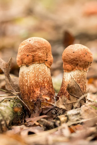 Edible mushrooms — Stock Photo, Image