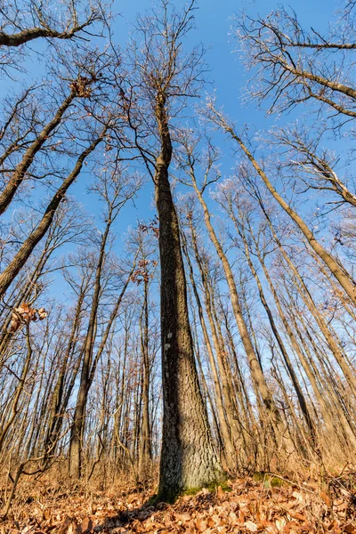 Floresta de carvalho — Fotografia de Stock