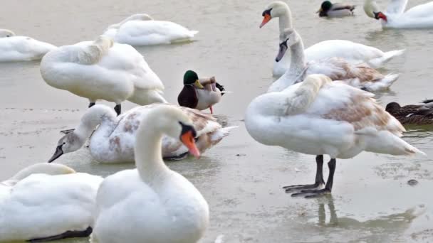 Mnoho vodních ptáků na jezeře — Stock video