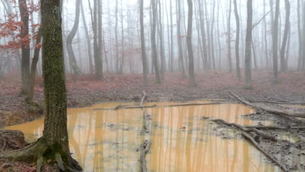 Wentelen in de eiken herfst bos — Stockvideo