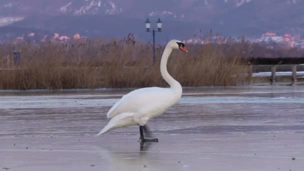 Cisne blanco en el hielo — Vídeo de stock